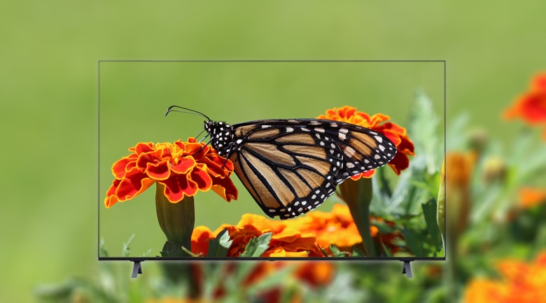 Tivi LG 55 inch 55NANO77TPA - Chất lượng hình ảnh được nâng cấp gần chuẩn 4K nhờ công nghệ Upscaler và Image Enhancing